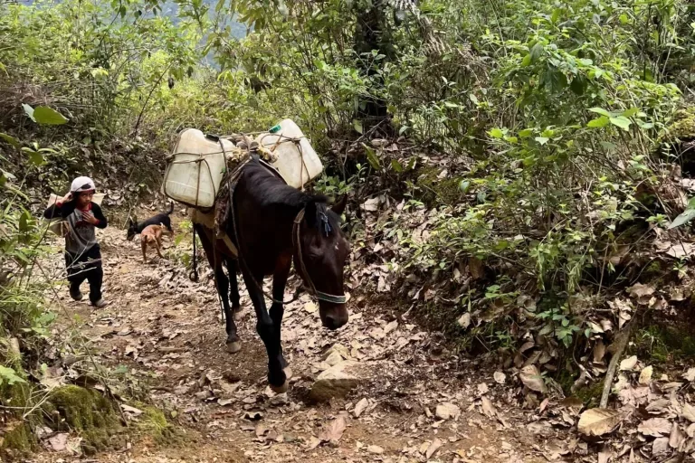 A loaded burro on the forest trail