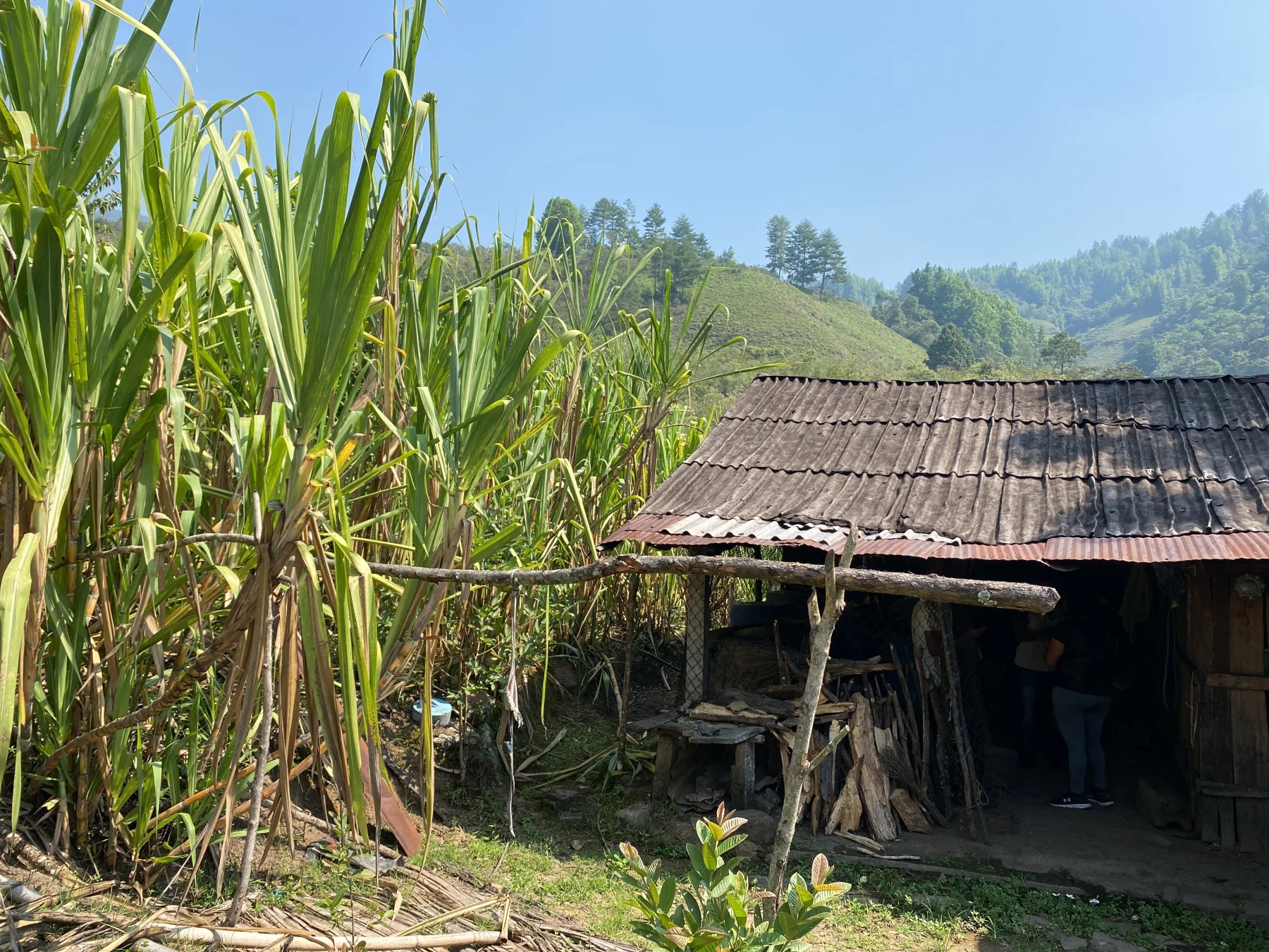 Sugar cane growing beside the mountain vinatera